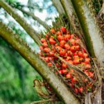 Palm oil