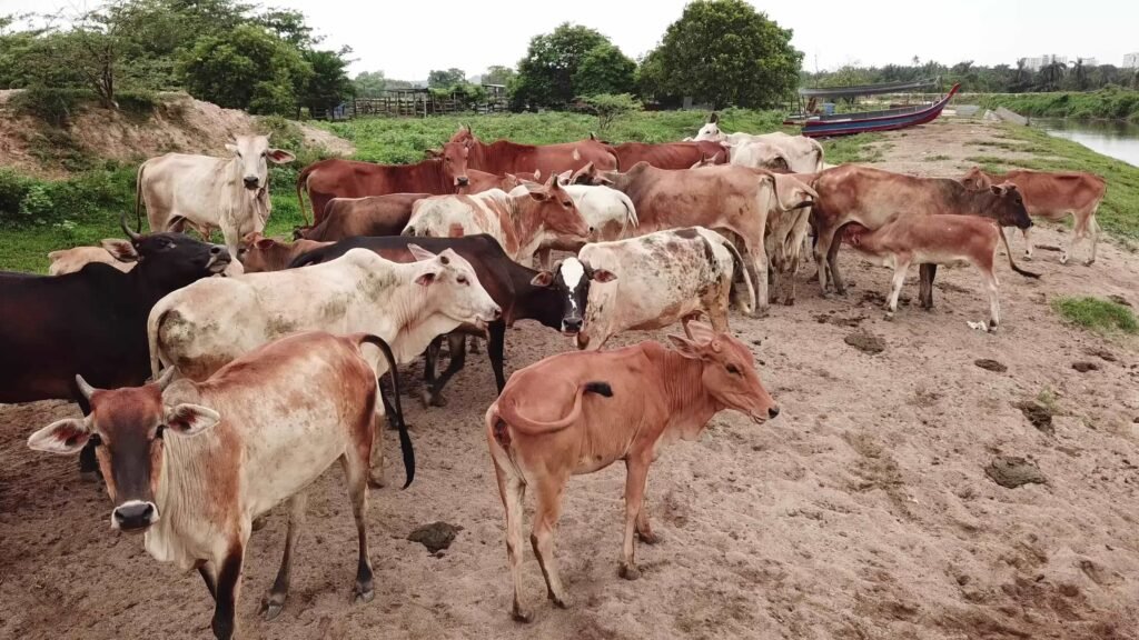 cows-in-a-farm-at-malaysia-video