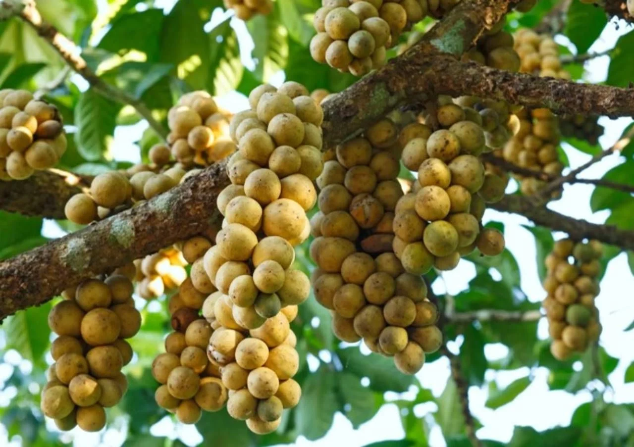 descubra-o-langsat-fruta-deliciosa-e-pouco-conhecida-que-lembra-manga-e-abacaxi-1752516055064_1280