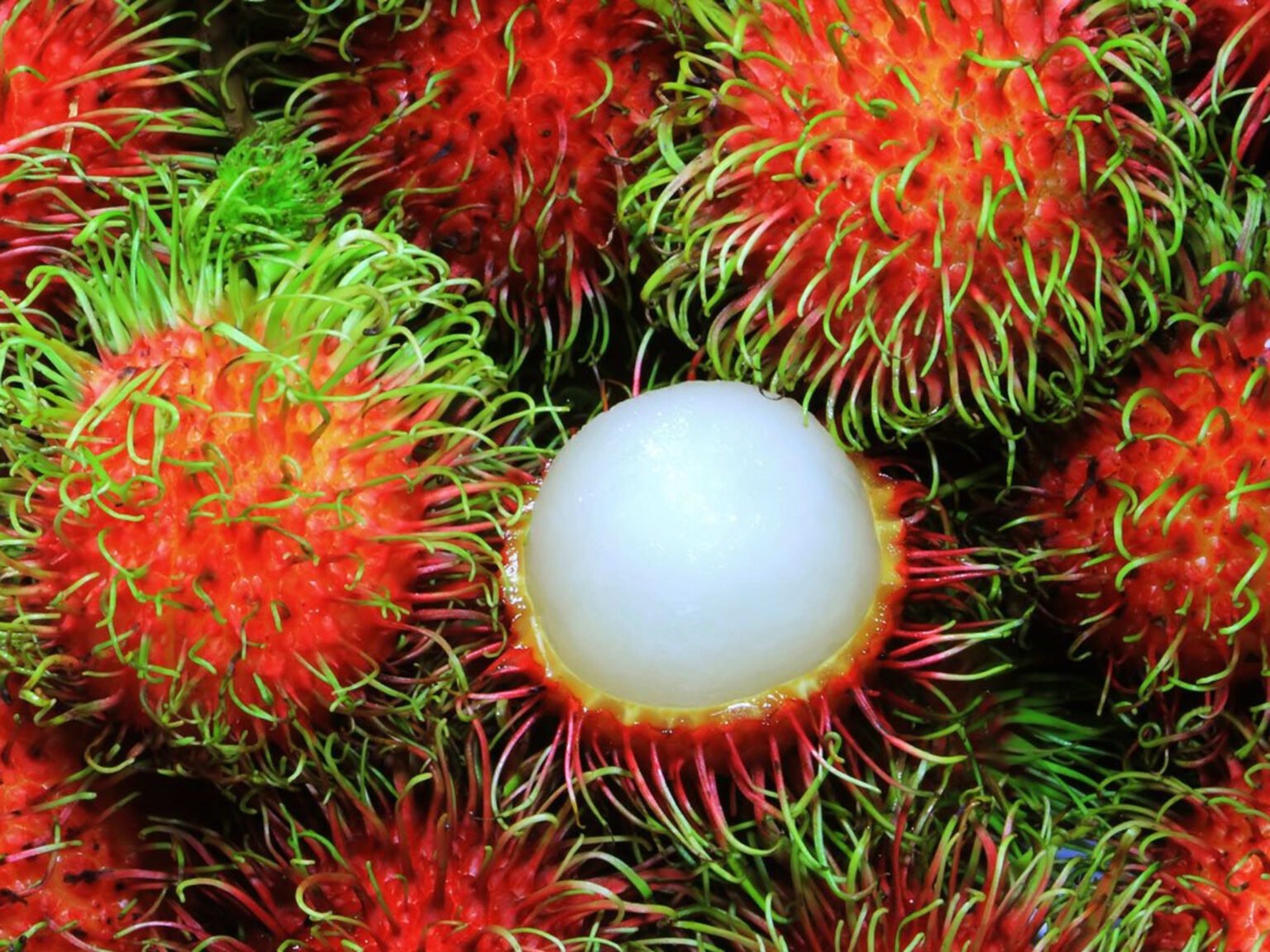 rambutan-ftr